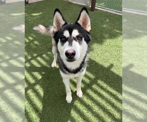 Siberian Husky Dogs for adoption in Downey, CA, USA