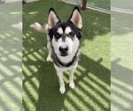 Small Siberian Husky