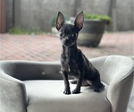 Image preview for Ad Listing. Nickname: Cookie