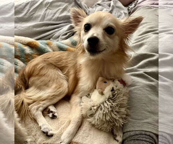 Medium Photo #2 Pomeranian-Unknown Mix Puppy For Sale in Fargo, ND, USA