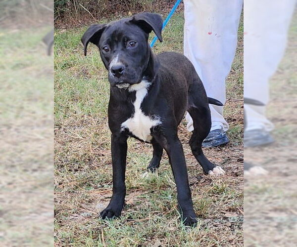 Medium Photo #3 Labrador Retriever-Unknown Mix Puppy For Sale in Wetumpka, AL, USA