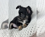 Small Photo #1 Chihuahua Puppy For Sale in FAYETTEVILLE, AR, USA