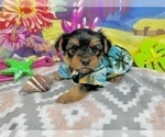 Small #7 Morkie