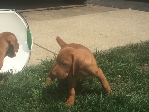 Medium Photo #5 Vizsla-Weimaraner Mix Puppy For Sale in STANFORD, IL, USA