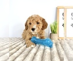 Small #3 Goldendoodle (Miniature)