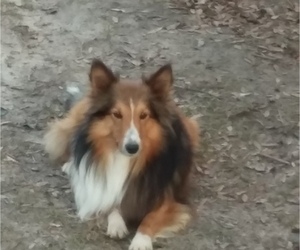 Father of the Shetland Sheepdog puppies born on 12/16/2022