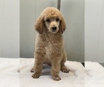 Small Photo #2 Poodle (Standard) Puppy For Sale in BURNSVILLE, NC, USA