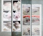 Small Photo #65 French Bulldog Puppy For Sale in MCKINLEYVILLE, CA, USA