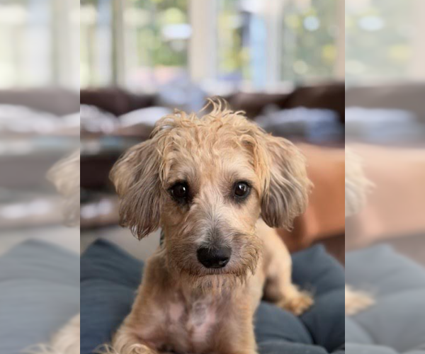 Medium Photo #2 Mutt Puppy For Sale in Cranston, RI, USA