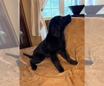 Small #25 Flat Coated Retriever