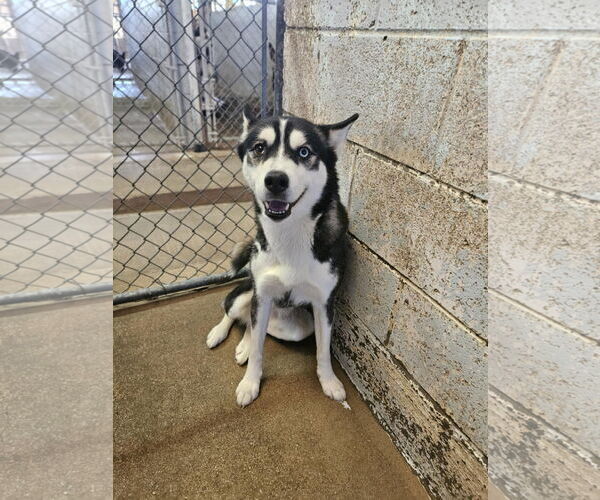Medium Photo #1 Siberian Husky-Unknown Mix Puppy For Sale in El Centro, CA, USA