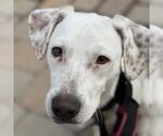 Small Pointer Mix