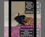 Image preview for Ad Listing. Nickname: Maple