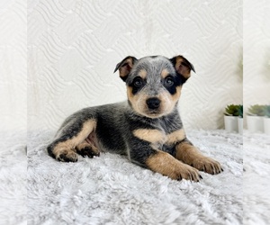 Australian Cattle Dog Puppy for sale in GREENFIELD, IN, USA