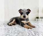 Small Australian Cattle Dog