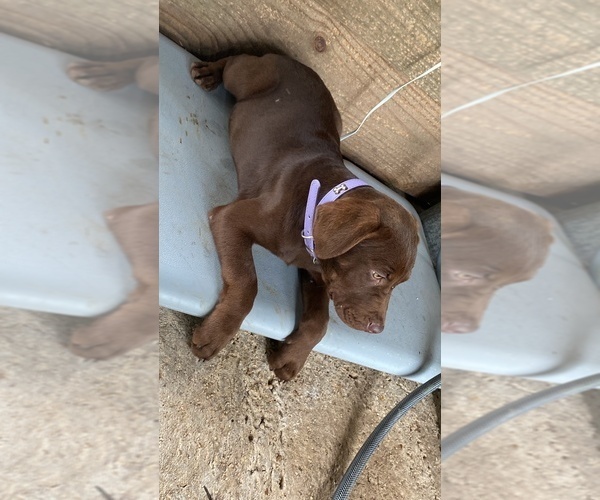 Medium Photo #5 American Bully-Labrador Retriever Mix Puppy For Sale in KENTWOOD, LA, USA
