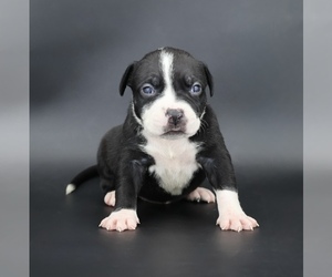 American Bully Puppy for sale in CHAMPAIGN, IL, USA