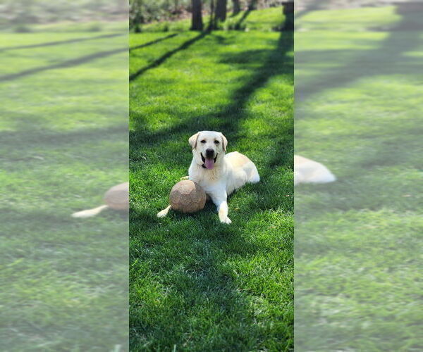 Medium Photo #1 Labrador Retriever Puppy For Sale in KINGS MOUNTAIN, NC, USA