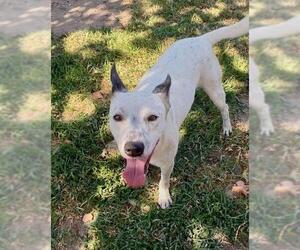 CAPTAIN - Male German Shepherd Dog-Unknown Mix Dog for Adoption - Photo #2