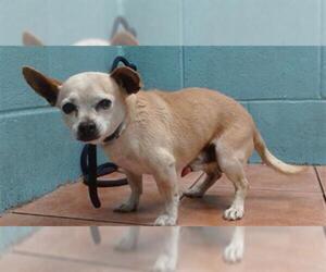 Chihuahua Dogs for adoption in Downey, CA, USA