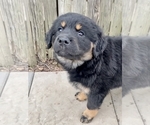 Small Photo #7 Rottweiler Puppy For Sale in AKRON, OH, USA