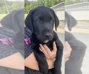 Labrador Retriever Puppy for Sale in MILL SPRING, North Carolina USA