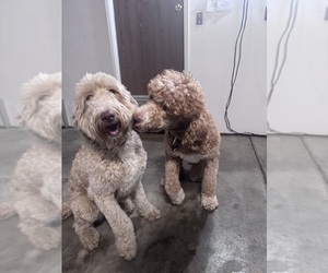 Father of the Goldendoodle-Poodle (Standard) Mix puppies born on 05/12/2025