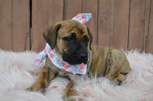 Medium Photo #5 Boerboel Puppy For Sale in HONEY BROOK, PA, USA