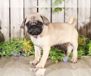 Pug Puppy for sale in MOUNT VERNON, OH, USA