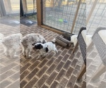 Small #2 Cock-A-Poo-Cockapoo Mix