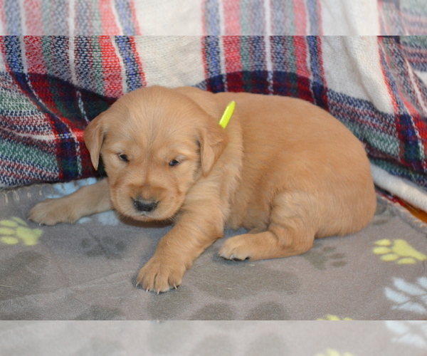 Medium Photo #19 Golden Retriever Puppy For Sale in OWEN, WI, USA
