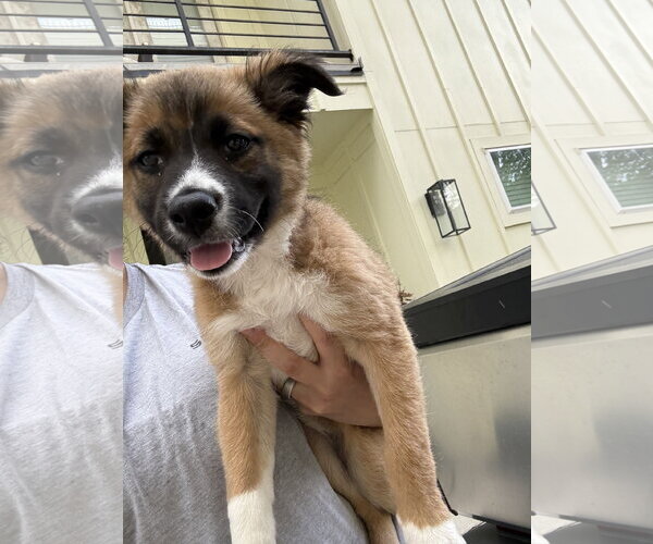 Medium Photo #2 Mutt Puppy For Sale in The Woodlands, TX, USA