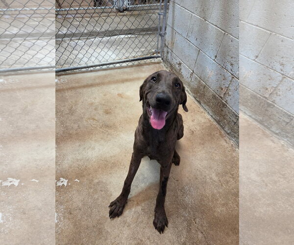 Medium Photo #1 Great Dane-Labrador Retriever Mix Puppy For Sale in El Centro, CA, USA