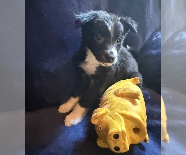 Medium Photo #4 Border Collie Puppy For Sale in PARIS, TX, USA