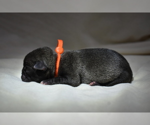 Pug Puppy for sale in PALM COAST, FL, USA