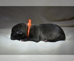 Small Pug