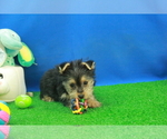 Small Photo #6 Yorkshire Terrier Puppy For Sale in HICKORY, NC, USA
