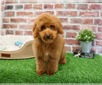 Small #7 Poodle (Miniature)