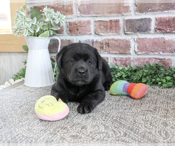 Medium Photo #3 Labrador Retriever Puppy For Sale in SYRACUSE, IN, USA