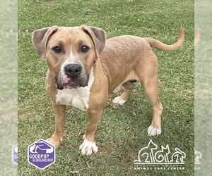 American Pit Bull Terrier-Unknown Mix Dogs for adoption in Irvine, CA, USA