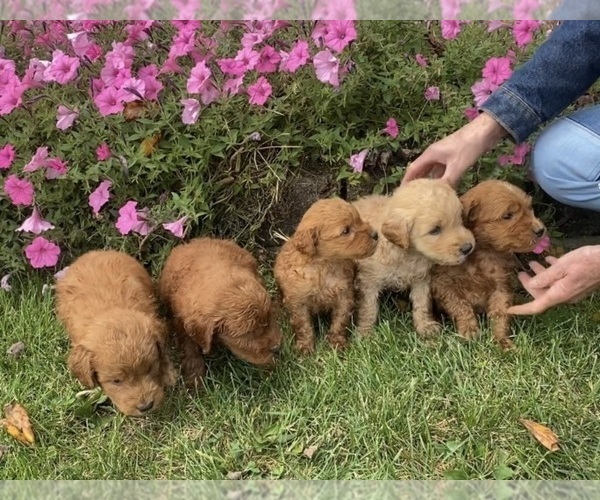 Medium Photo #2 Golden Retriever-Poodle (Toy) Mix Puppy For Sale in HOLLAND, MI, USA