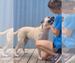 Small Photo #7 Siberian Husky-Unknown Mix Puppy For Sale in Murfreesboro, NC, USA