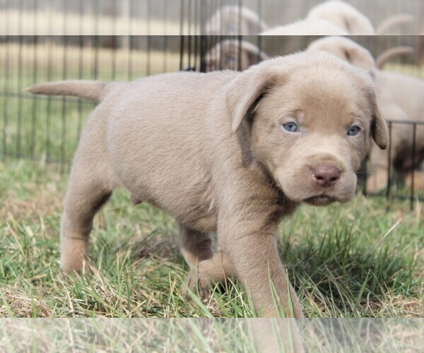 Medium Photo #1 Labrador Retriever Puppy For Sale in MARSHFIELD, MO, USA