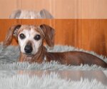 Small Photo #3 Dachshund Puppy For Sale in Shelbyville, TN, USA
