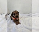 Puppy Puppy 3 Dachshund