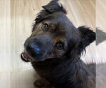 Small Photo #2 Mutt Puppy For Sale in Raleigh, NC, USA