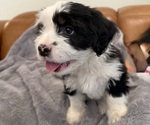Small Photo #9 Bernedoodle-French Bulldog Mix Puppy For Sale in EL DORADO HILLS, CA, USA