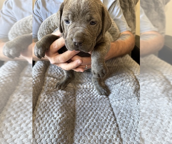 Medium Photo #1 Cane Corso Puppy For Sale in NEW TAZEWELL, TN, USA