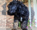 Small #7 Aussiedoodle