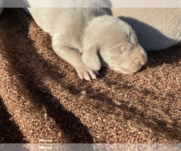 Medium Photo #33 Weimaraner Puppy For Sale in WILLOWS, CA, USA